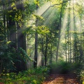 Sonnenstrahlen im Laubwald