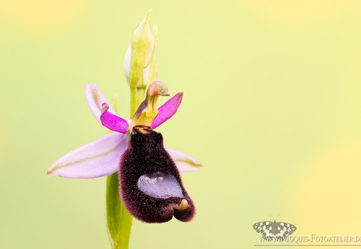 Bertolonis Ragwurz (Ophrys bertolonii)