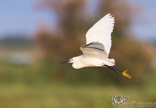 Seidenreiher (Egretta garzetta)