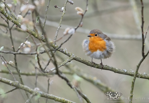 Rotkehlchen (Erithacus rubecula)