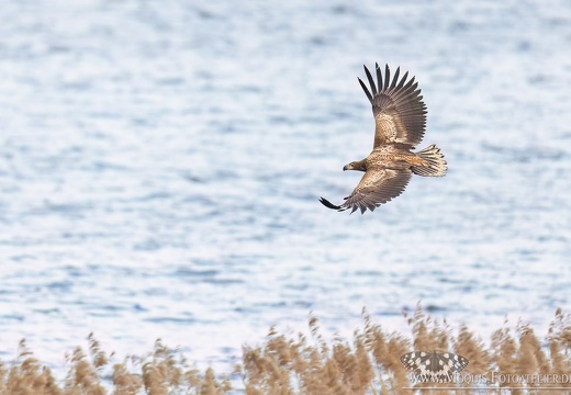 Seeadler (Haliaeetus albicilla)