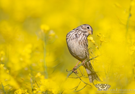 Grauammer (Emberiza Calandra)