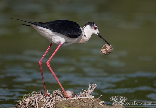 Stelzenläufer (Himantopus himantopus)