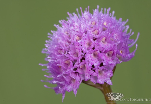 Rosa Kugelorchis (Traunsteinera globosa)