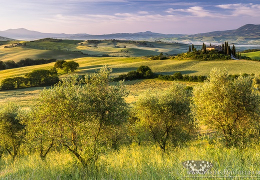 Olivenhain vorm Podere Belvedere