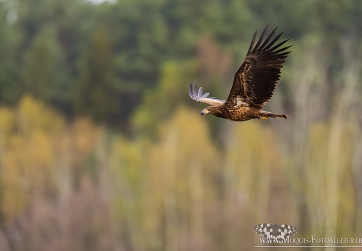 Fliegender Seeadler